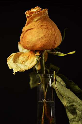 Dried orange rose in glass vase on black background