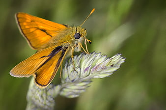 Close-up of Orange Skipper Butterfly on Wildflower