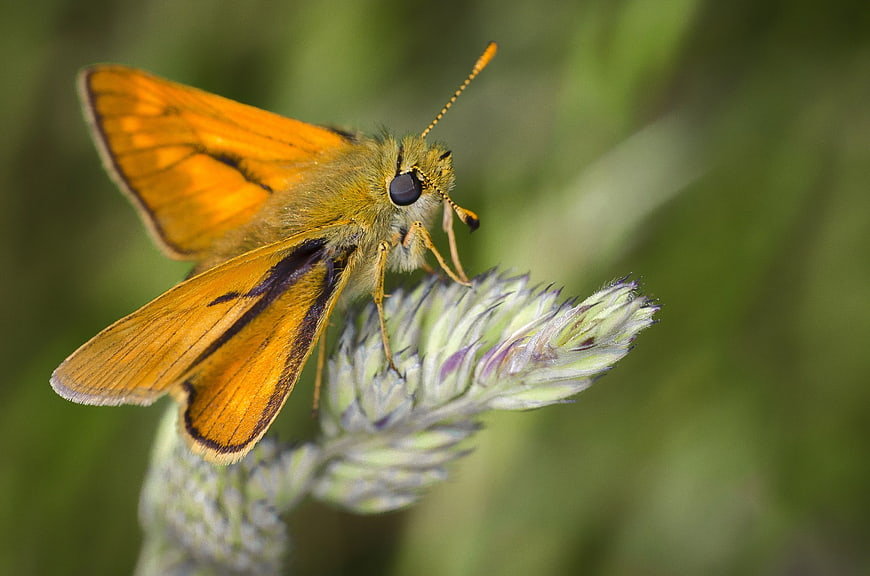 Close-up of Orange Skipper Butterfly on Wildflower