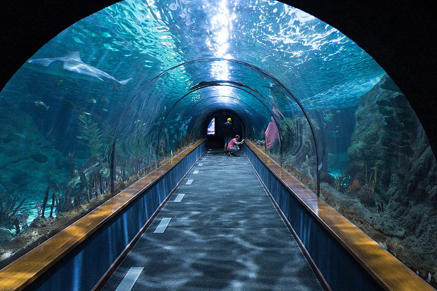 Underwater Aquarium Tunnel with Swimming Shark and Visitors