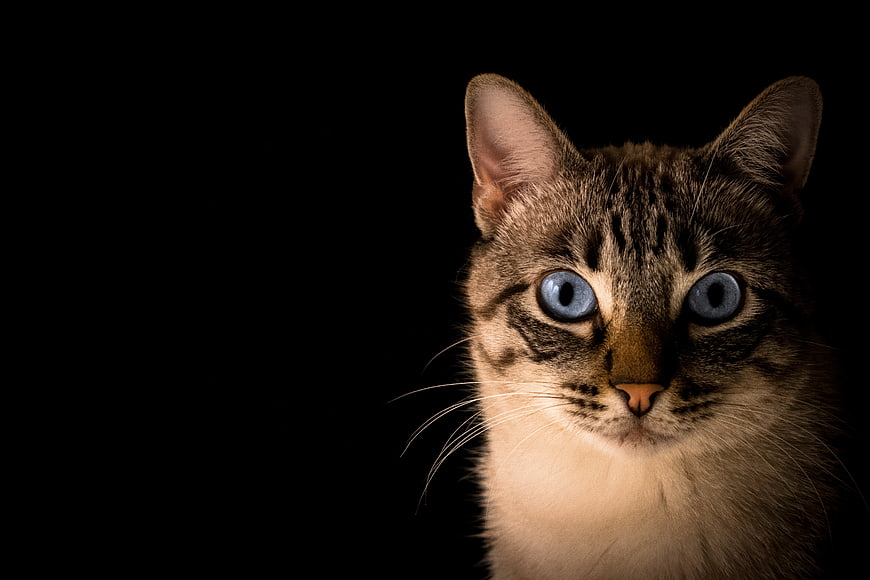 Close-up portrait of a tabby cat with blue eyes on black background
