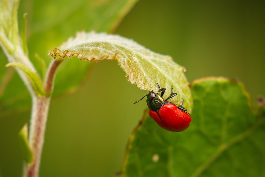 Red Leaf Beetle Hanging Upside Down on Green Leaf