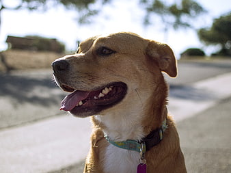 Close-up of Happy Brown and White Dog Panting Outside