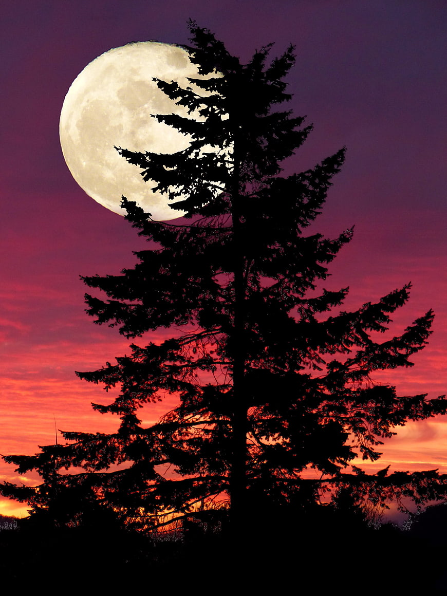 Full Moon Silhouette Behind Fir Tree Against Vibrant Sunset Sky