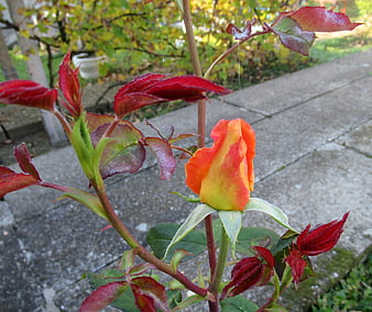 Orange and yellow rose bud in autumn garden