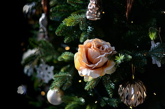 Elegant peach rose on a Christmas tree with silver ornaments