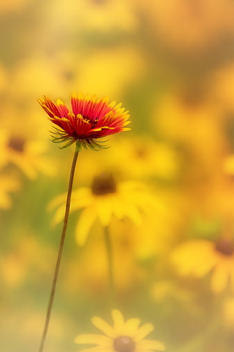 Close-up of Red and Yellow Gaillardia Flower in Field