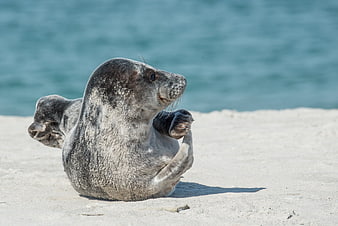 Cute Gray Seal Pup Resting on Sandy Beach