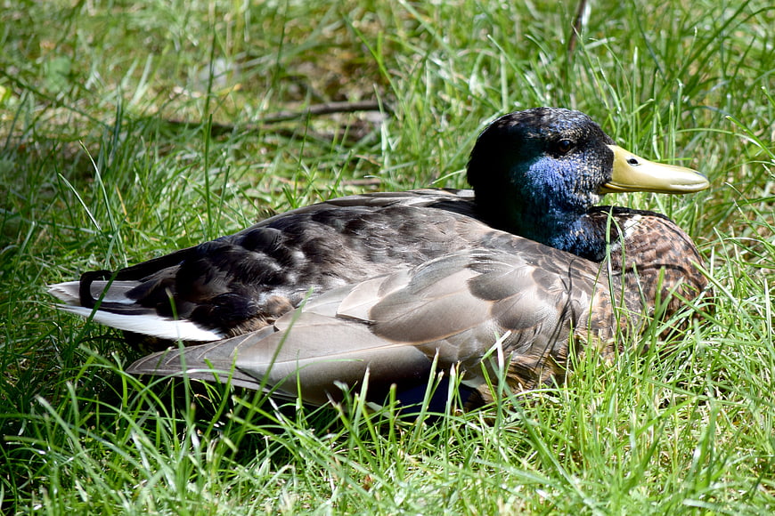 Male Mallard Duck Resting in Green Grass