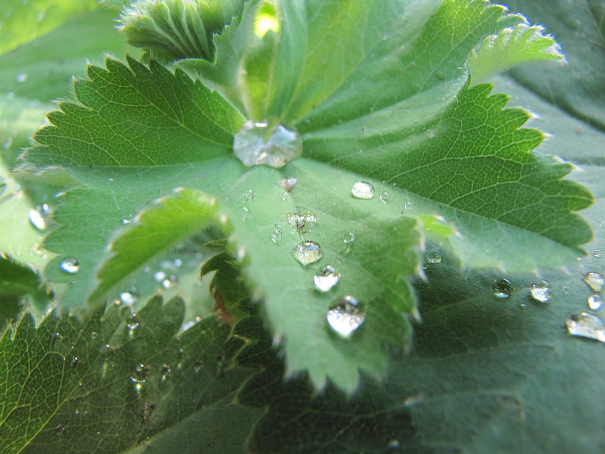 Close-up of green leaf with water droplets