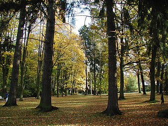 Sunlit Autumn Park With Tall Trees And Fallen Leaves