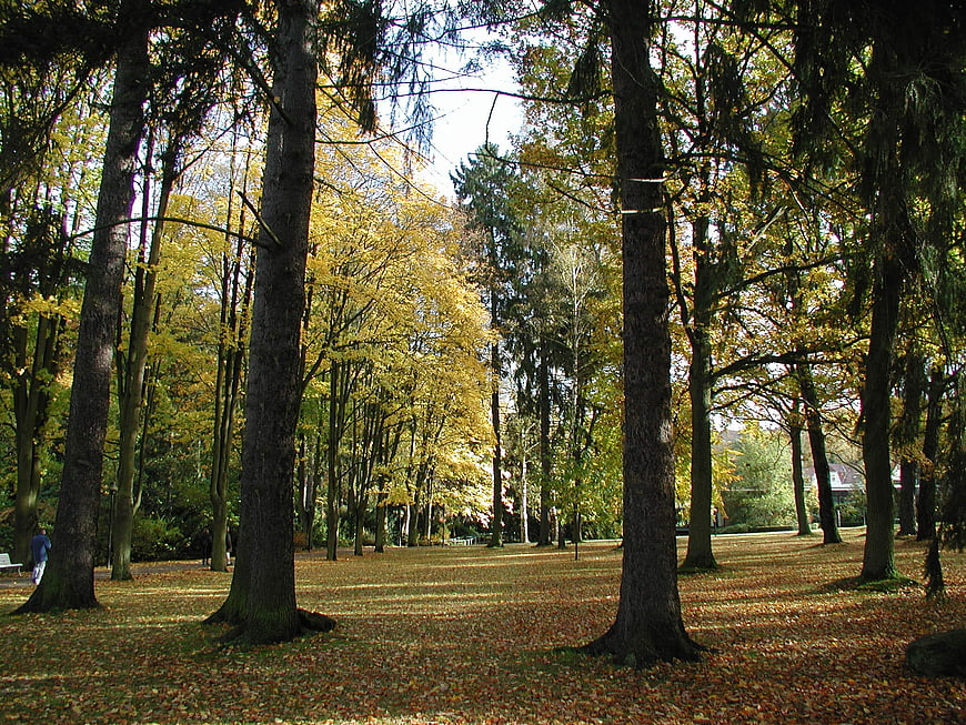 Sunlit Autumn Park With Tall Trees And Fallen Leaves