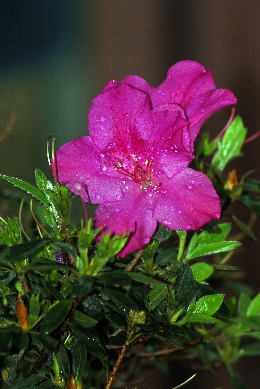 Vibrant Pink Azalea Flower with Water Droplets