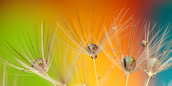 Macro shot of dandelion seeds with water droplets against a colorful gradient background