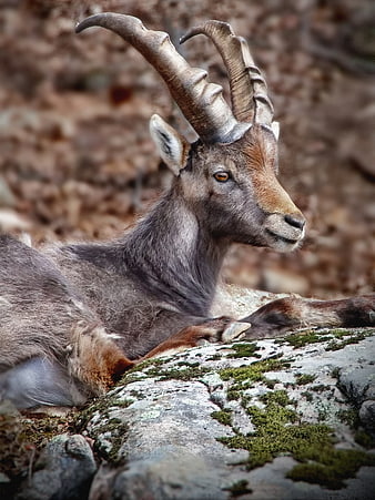 Majestic Alpine Ibex Resting on Mossy Rock