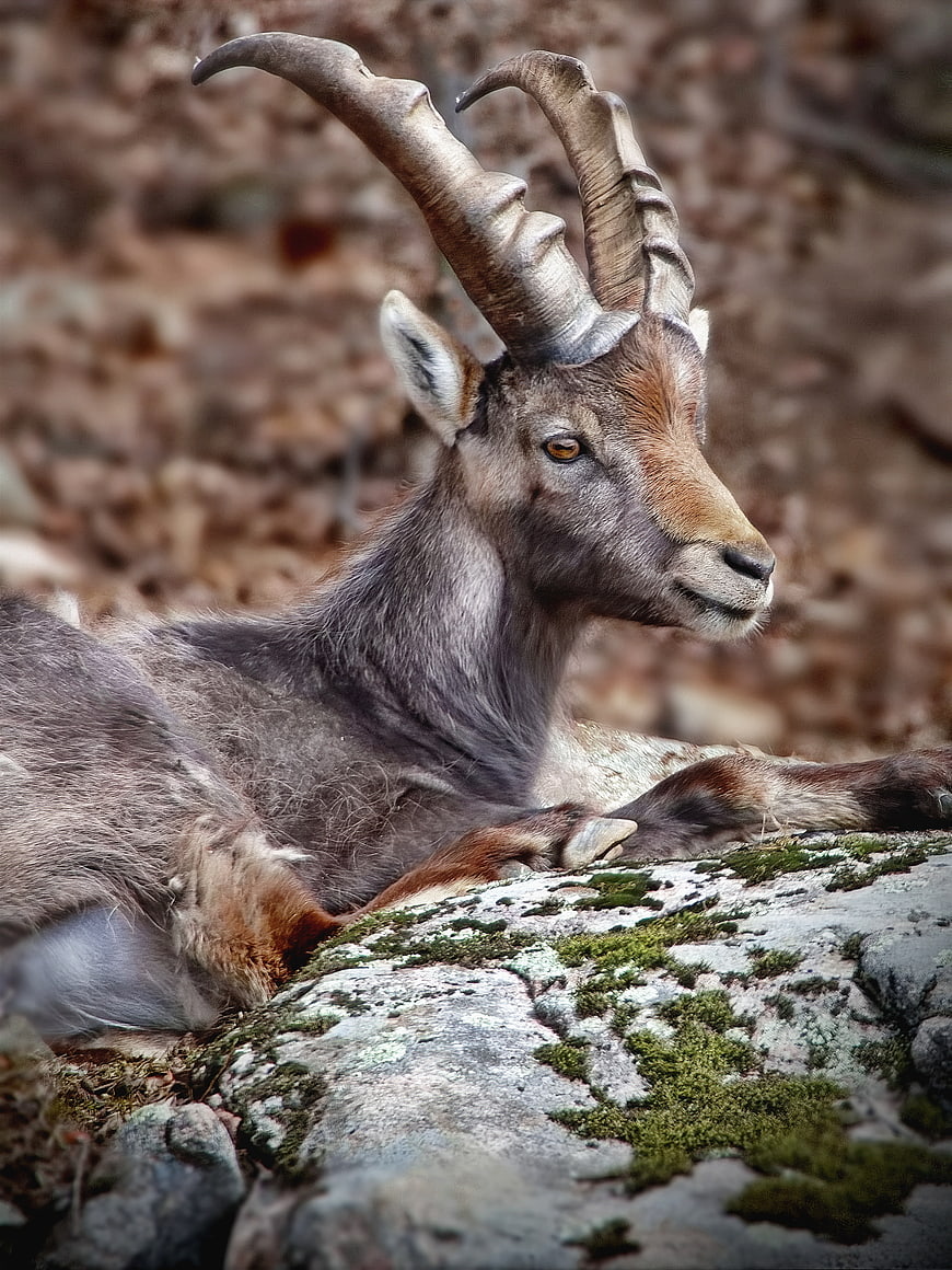 Majestic Alpine Ibex Resting on Mossy Rock