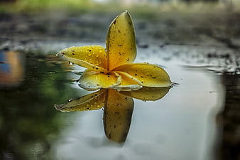 Yellow Frangipani Flower Floating on Water with Reflection