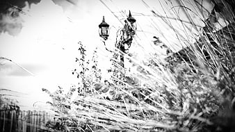 Black and white vintage lamp post in tall grass