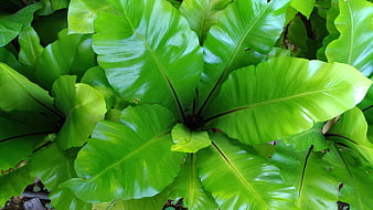 Close-up of vibrant green bird's nest fern leaves