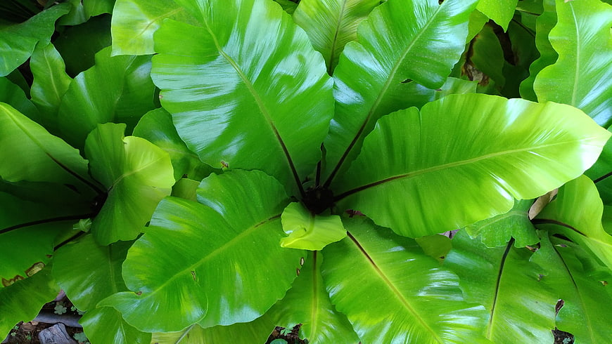 Close-up of vibrant green bird's nest fern leaves