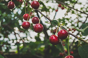 Ripe red cherries hanging on a tree branch with bokeh background