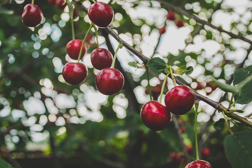Ripe red cherries hanging on a tree branch with bokeh background