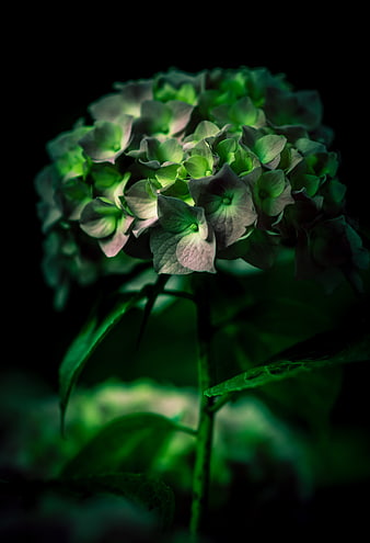 Dark moody green hydrangea flower macro photography