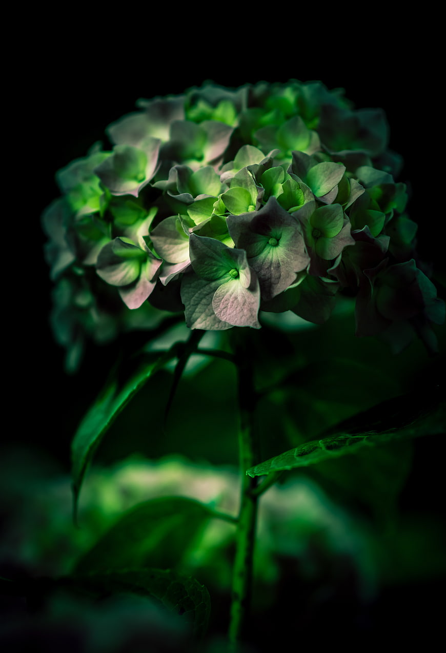 Dark moody green hydrangea flower macro photography