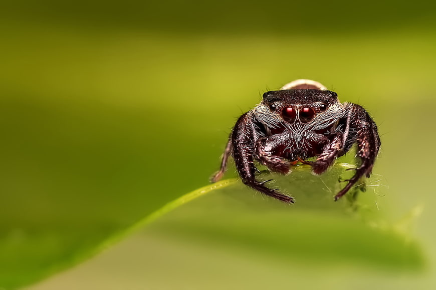 Macro close-up of a jumping spider on a green leaf