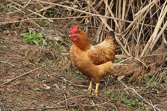 Brown Hen Standing in Natural Farmyard Environment