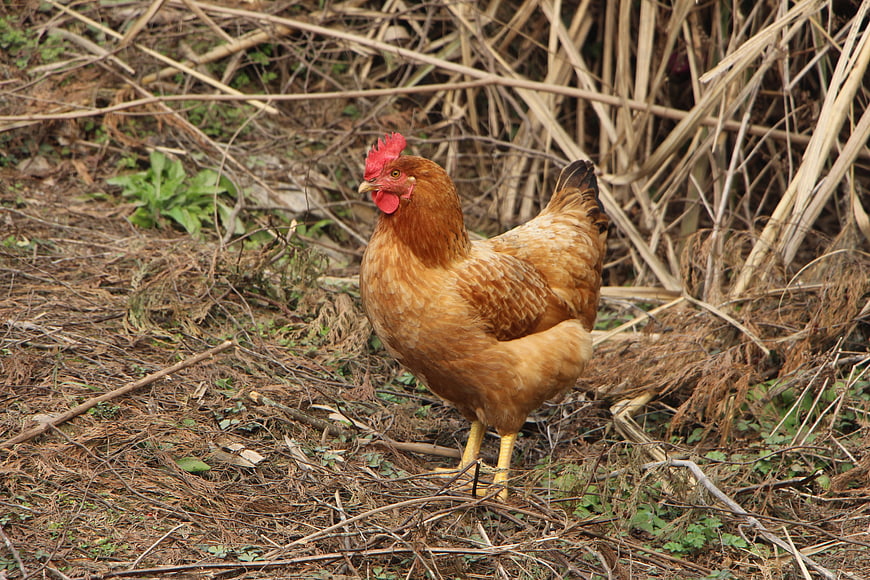 Brown Hen Standing in Natural Farmyard Environment