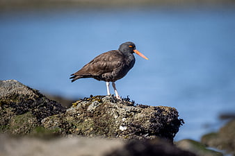 Black Oystercatcher Bird Standing on Rocky Shore