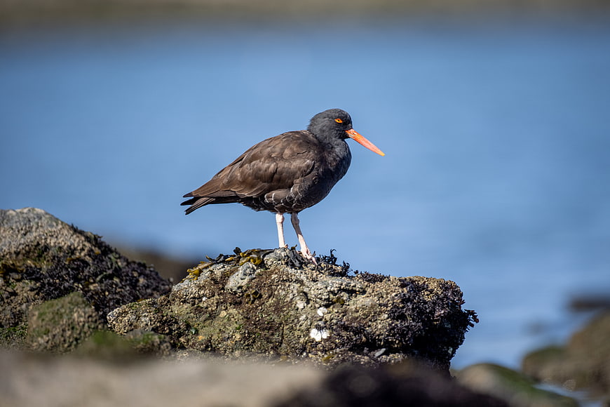 Black Oystercatcher Bird Standing on Rocky Shore