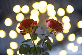 Two red roses with golden bokeh lights background