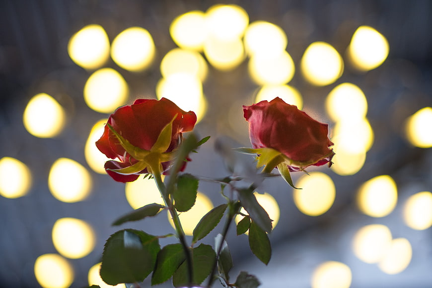 Two red roses with golden bokeh lights background