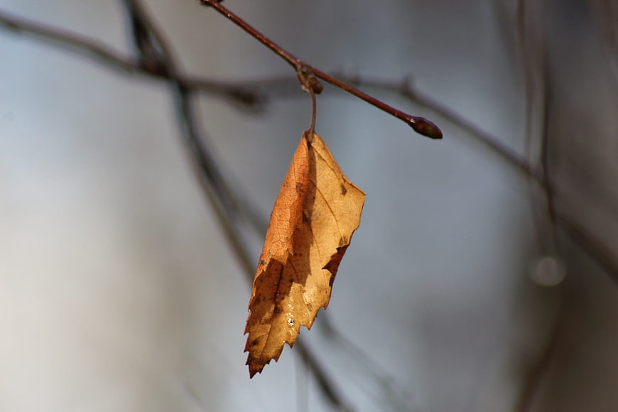 Close-up of a single dry brown leaf hanging on a branch