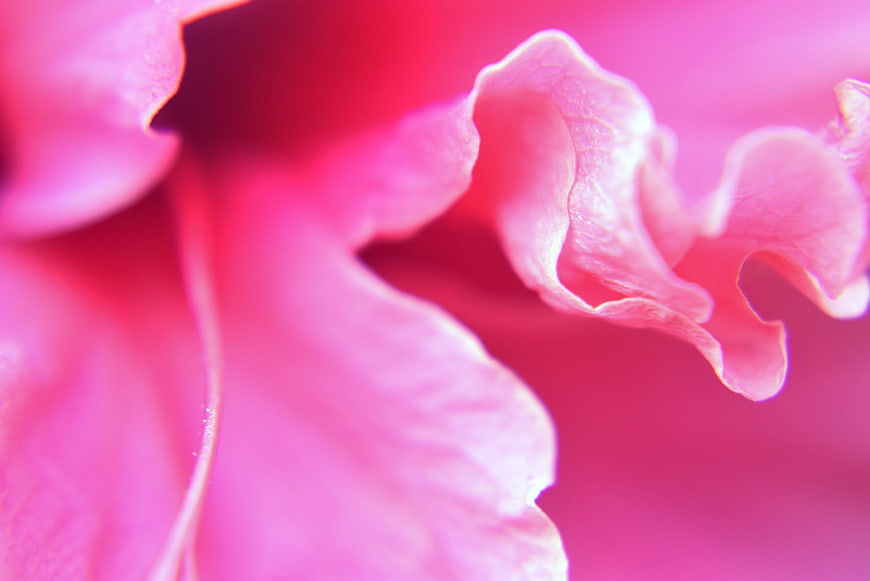 Close-up of vibrant pink hibiscus flower petals
