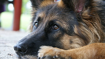 Close-up of a German Shepherd Dog Resting with Sad Eyes