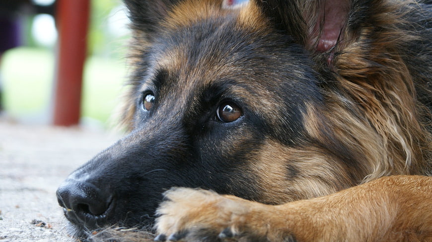 Close-up of a German Shepherd Dog Resting with Sad Eyes