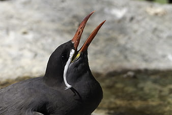 Close-up of Inca Tern with Beak Open