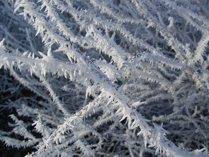 Close-up of frost-covered branches in winter sunlight