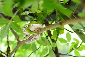 White-lipped Tree Frog on a Branch in Green Foliage