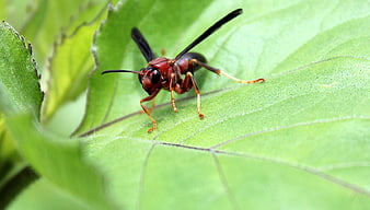 Close-up of a Red Paper Wasp on a Green Leaf