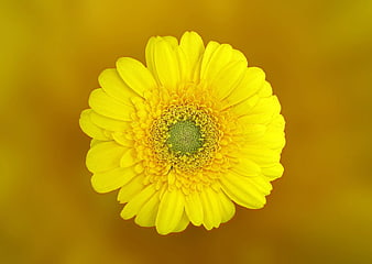 Close-up of a vibrant yellow gerbera daisy flower