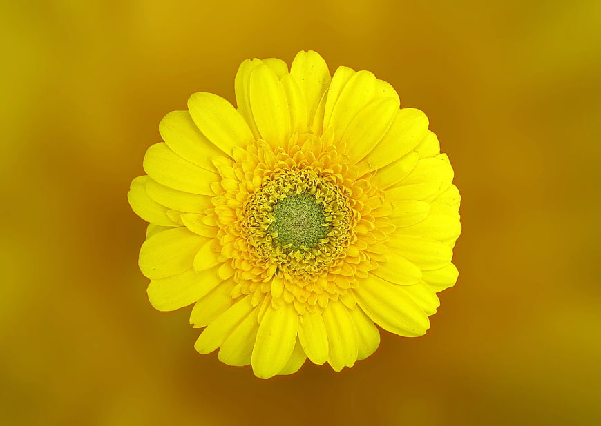 Close-up of a vibrant yellow gerbera daisy flower