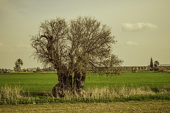 Ancient gnarled tree in green field landscape