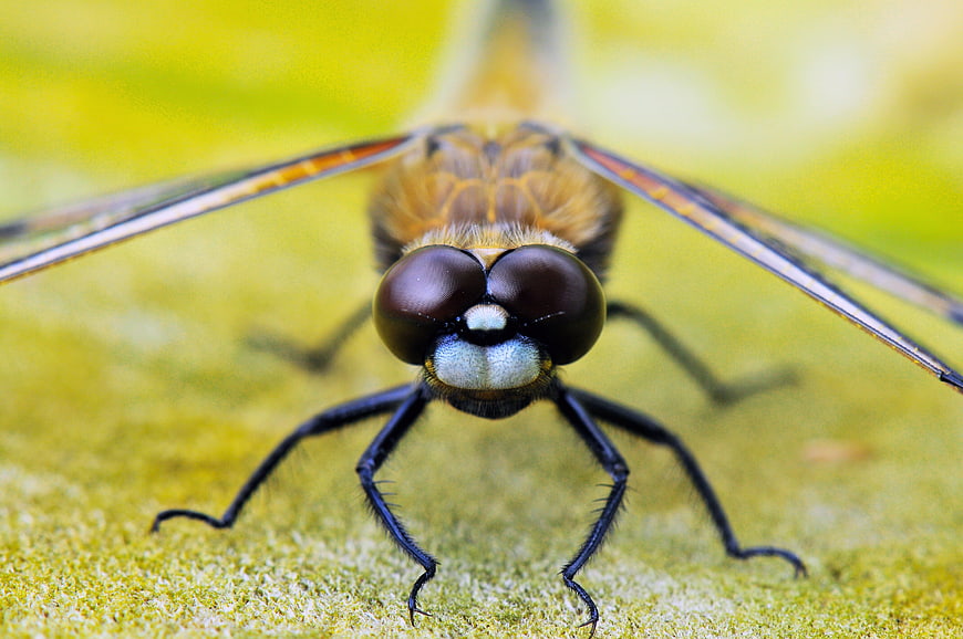 Close-up of a dragonfly head with large compound eyes