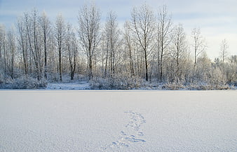 Frozen winter lake with footprints and frost-covered trees