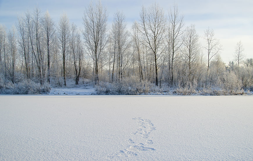 Frozen winter lake with footprints and frost-covered trees