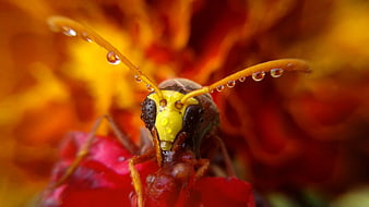 Macro Close-Up of Wasp with Water Droplets on Flower
